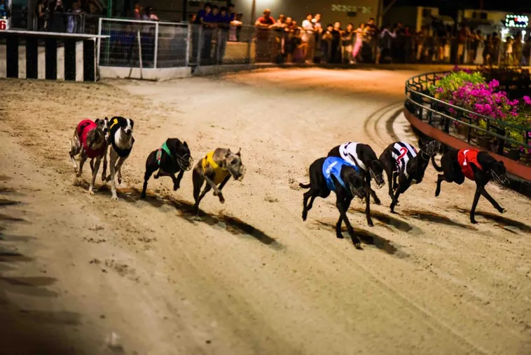 Hướng Dẫn Cách Chơi Game Nhanh Đua Chó Tại V6Bet Chi Tiết Từ A Đến Z