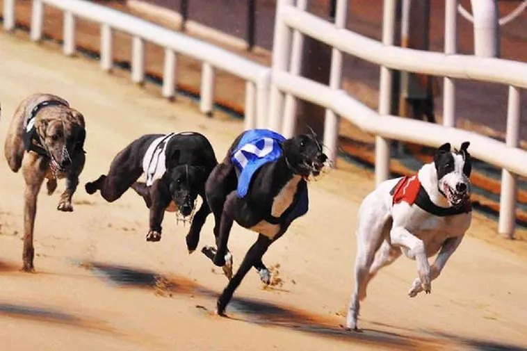 Hướng Dẫn Cách Chơi Game Nhanh Đua Chó Tại V6Bet Chi Tiết Từ A Đến Z