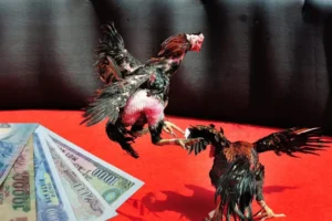 Hé Lộ Cách Chơi Đá Gà Sabong Tại V6Bet Cho Người Mới Bắt Đầu Thắng Đậm